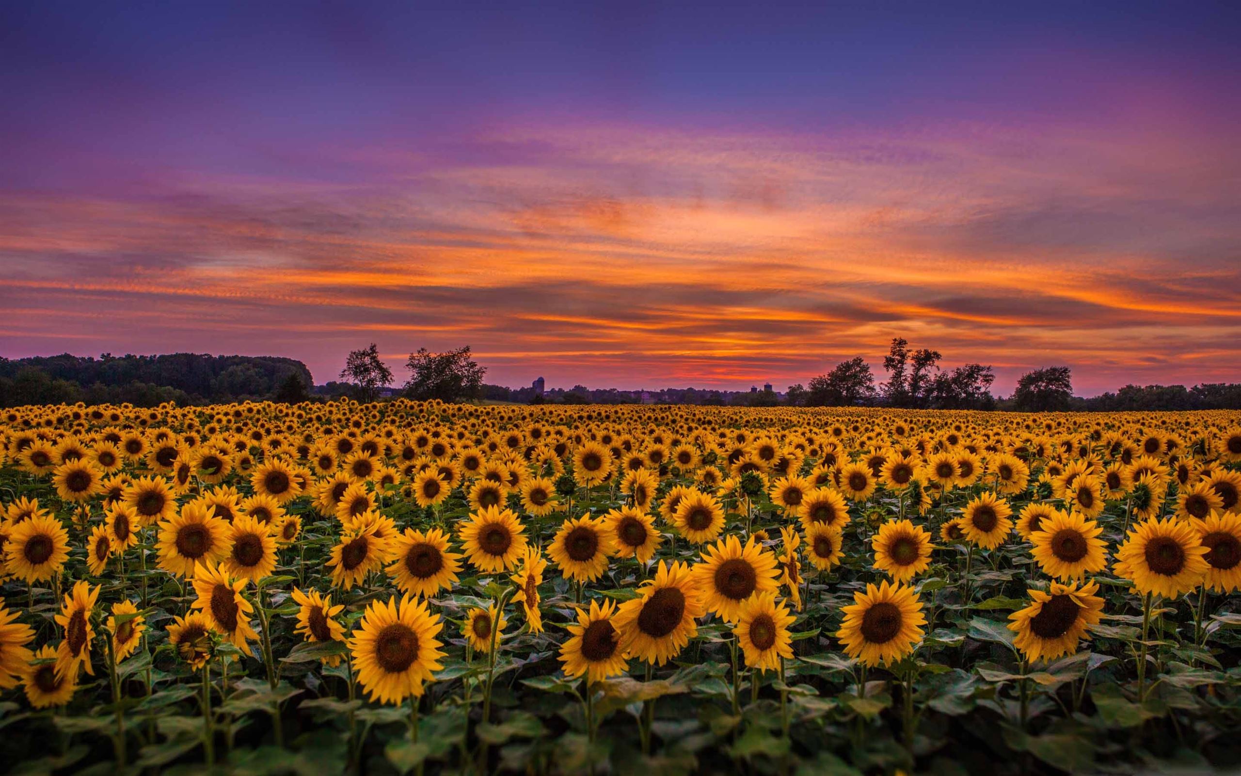 zonnebloemen